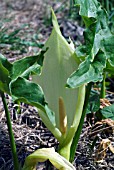 ARUM ITALICUM