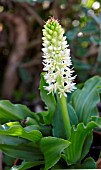 EUCOMIS ZAMBESIACA