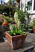 EUCOMIS IN TERRACOTTA CONTAINER