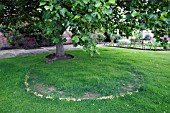 FAIRY RING CHAMPIGNON, FAIRY RING TOADSTOOLS, MARASMIUS OREADES