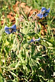 BORAGO OFFICINALIS (BORAGE)