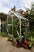 GREENHOUSE WITH TOMATOES