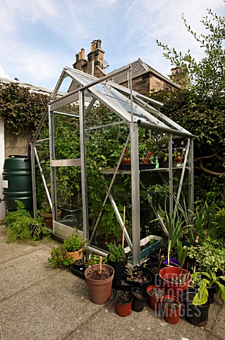 GREENHOUSE_WITH_TOMATOES