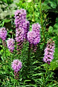 LIATRIS SPICATA