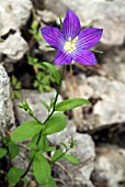 CAMPANULA RAMOSISSIMA