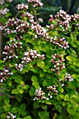 ORIGANUM VULGARE AUREUM, OREGANO, GOLDEN WILD MARJORAM