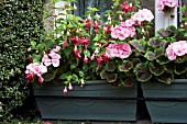 WINDOW BOXES WITH PELARGONIUM AND FUCHSIA