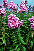 PHLOX PANICULATA DODO HANBURY FORBES