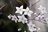 SOLANUM LAXUM ALBUM, POTATO VINE