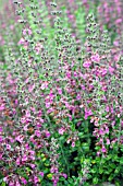 TEUCRIUM CHAMAEDRYS, (WALL GERMANDER)