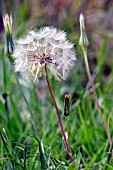 TRAGOPOGON PRATENSIS