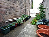 VEGETABLES IN CONTAINERS