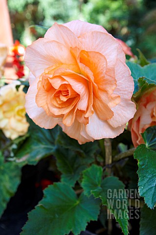 BEGONIA_APRICOT_DELIGHT