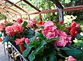 BEGONIAS IN GREENHOUSE