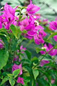 BOUGAINVILLEA GLABRA