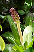 EUCOMIS