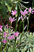 HESPERANTHA HUTTONII