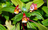 IMPATIENS AURICOMA X BICAUDATA, BUSY LIZZIE, BALSAM