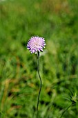 KNAUTIA ARVENSIS