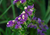 LIMONIUM SINUATUM, STATICE