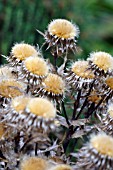 CARLINA VULGARIS; CARLINE THISTLE