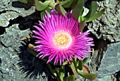 CARPOBROTUS ACINACIFORMIS