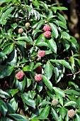 CORNUS CAPITATA, BENTHAMS CORNEL