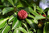 CORNUS CAPITATA; BENTHAMS CORNEL