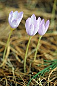 CROCUS KOTSCHYANUS SUBSP. KOTSCHYANUS