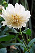 DAHLIA CAFE AU LAIT