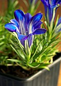 GENTIANA THE CALEY