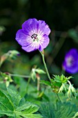 GERANIUM JOLLY BEE