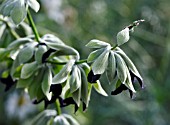 SALVIA DISCOLOR