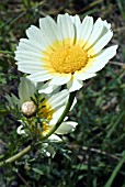 CHRYSANTHEMUM CORONARIUM DISCOLOUR (CROWN DAISY)