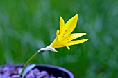 STERNBERGIA GREUTERIANA, AUTUMN DAFFODIL