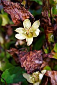 TRICYRTIS OHSUMIENSIS