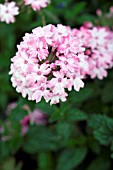 VERBENA RIGIDA SILVER ANNE