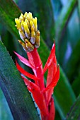 AECHMEA NUDICAULIS