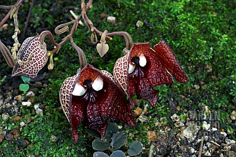 ARISTOLOCHIA_SALVADORENSIS