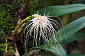 BULBOPHYLLUM MEDUSAE