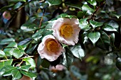 CAMELLIA JAPONICA AKEBONO