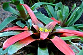 GUZMANIA SANGUINEA