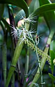 HABENARIA MEDUSA