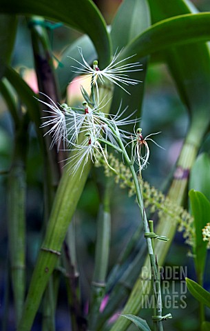 HABENARIA_MEDUSA