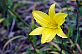 HEMEROCALLIS DUMORTIERI