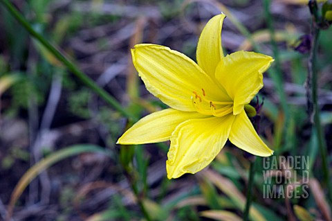 HEMEROCALLIS_DUMORTIERI