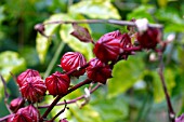 HIBISCUS SABDARIFFA JAMAICAN COCKTAIL RED