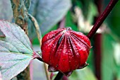 HIBISCUS SABDARIFFA JAMAICAN COCKTAIL RED