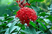 IXORA COCCINEA