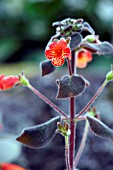 KOHLERIA AMABILIS VAR BOGOTENSIS DARK VELVET